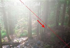 photoshop快速将偏暗的森林图片打造迷人的霞光色
