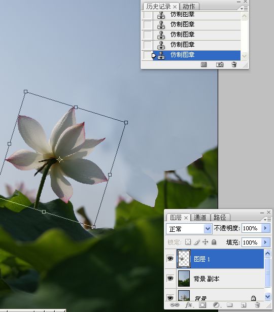 photoshop合成制作蓝天下清爽的荷花美图