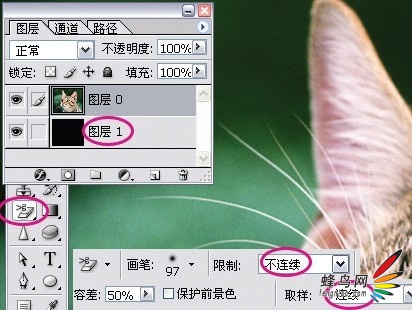 photoshop利用通道为猫咪画面选出主体