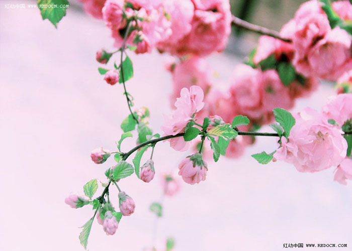 Photoshop将鲜艳的梅花图片调出漂亮的日韩系效果粉调青红色