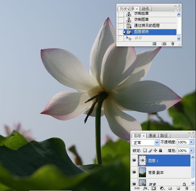 photoshop合成制作蓝天下清爽的荷花美图