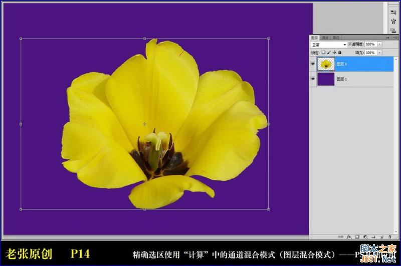 Photoshop通过计算命令无限改变花的颜色图文教程