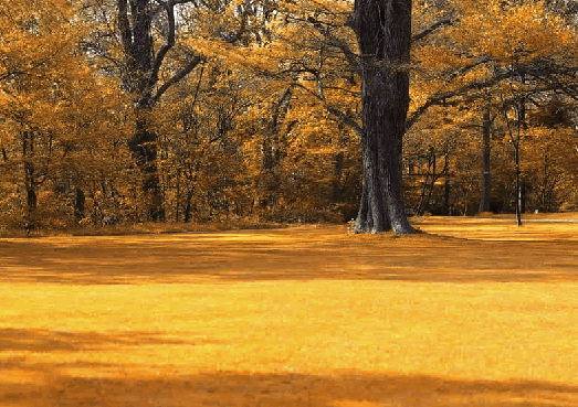 photoshop将春天风光照片变成金黄色的秋天景色