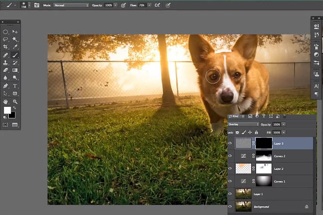 Photoshop为狗狗图片调制出柔美的暖色逆光效果