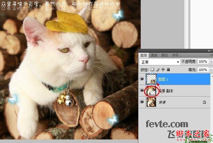 photoshop为可爱猫咪制作漂亮的动态签名教程