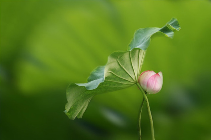 Photoshop为荷花图片简单虚化背景突出主体