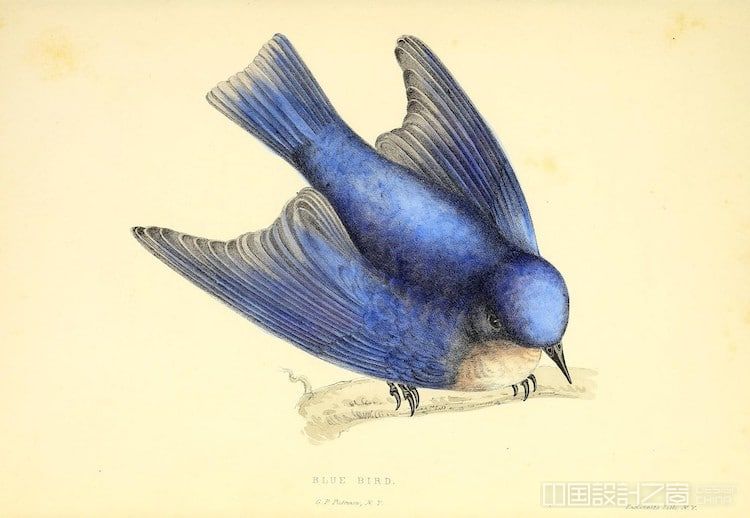 Bird Illustration Online