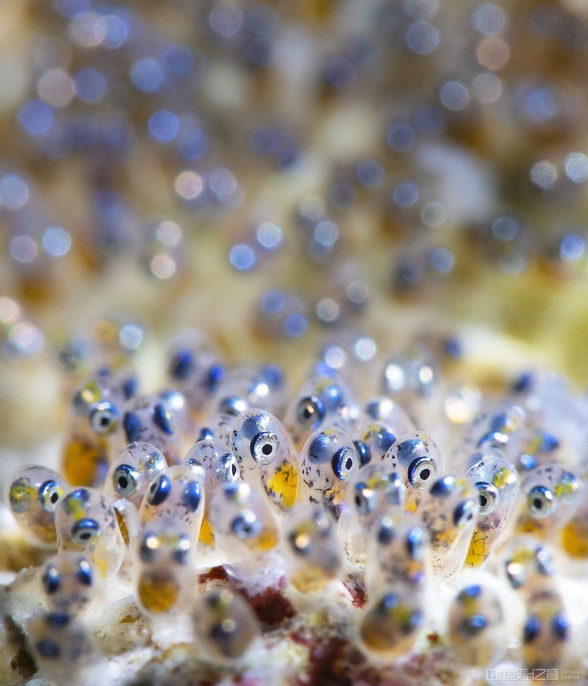 Anemone fish embryos