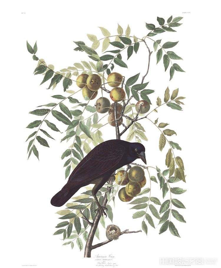 American Crow Audubon Print