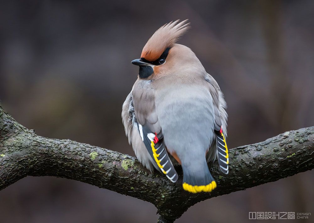 Bohemian Waxwing Most Beautiful Birds