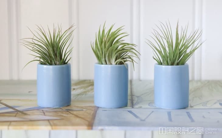 at_style_2022-06_Cornflower Blue Trend  _Cornflower Blue Ceramic Air Plant Holder Tillandsia Air Plant