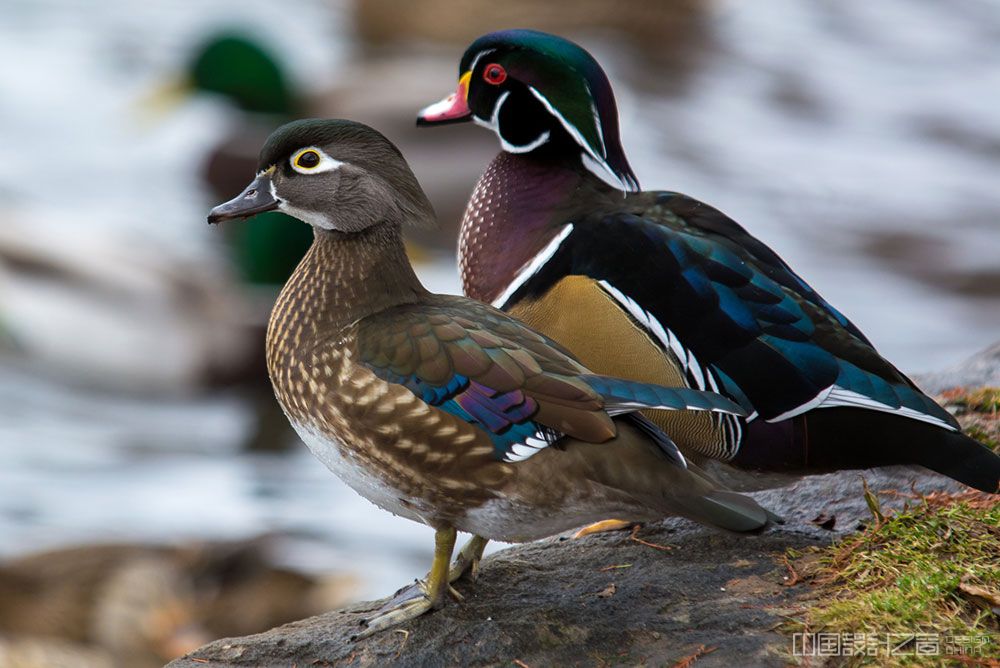 Wood Duck Prettiest Birds