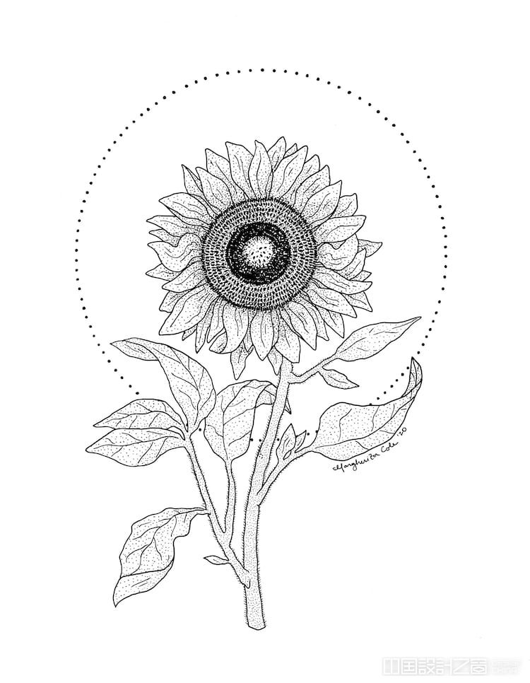 How to Draw a Sunflower