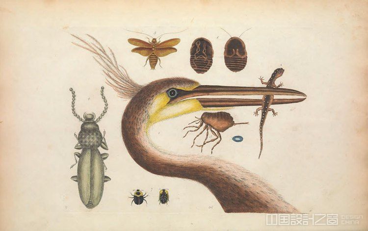 Biodiversity Heritage Library Archive Illustration