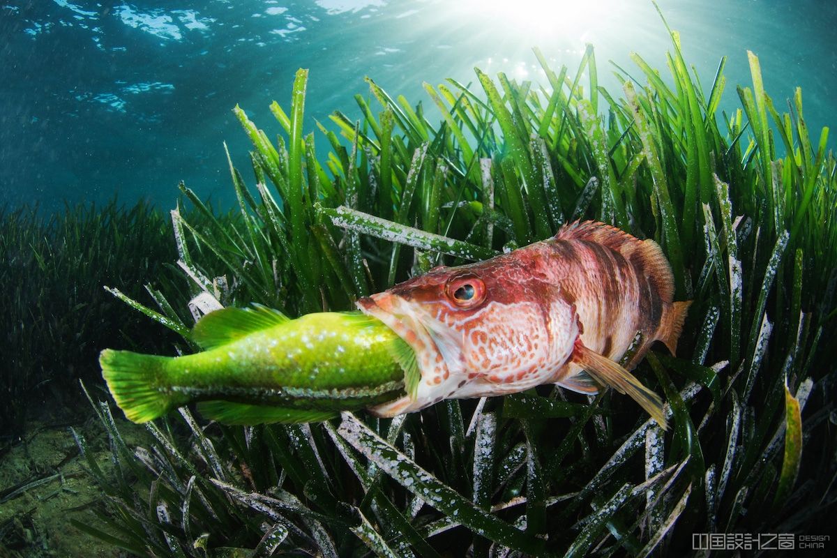 Predatory Fish Eating Another Fish