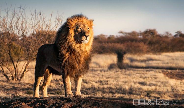 Photo of a Male Lion