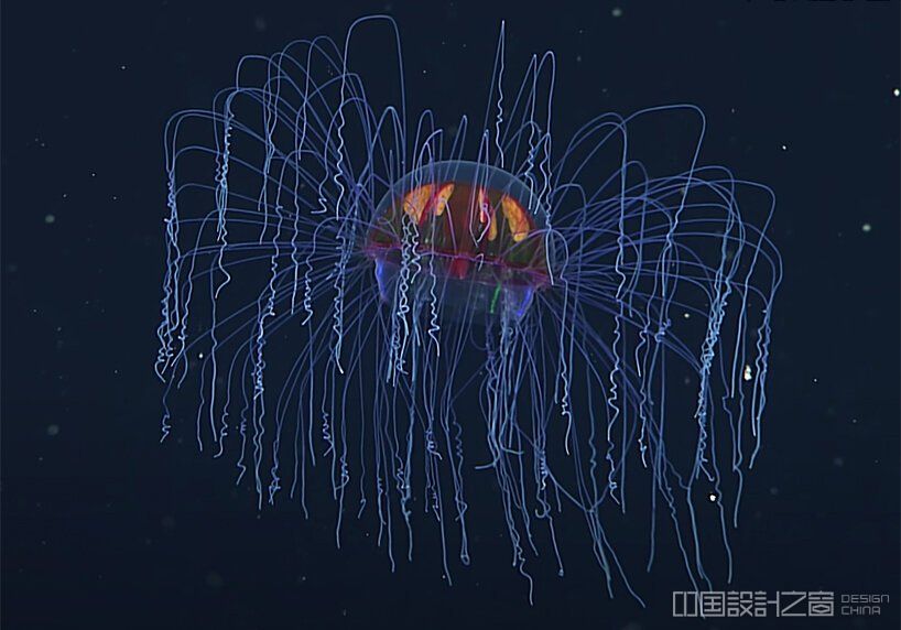 psychedelic jellyfish MBARI