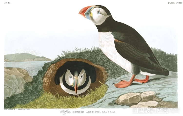 Puffin Audubon Print