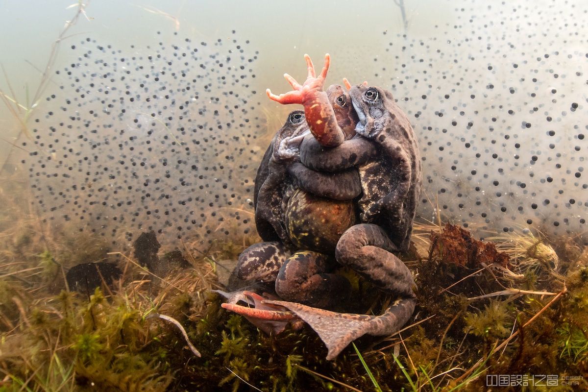 Frogs Mating