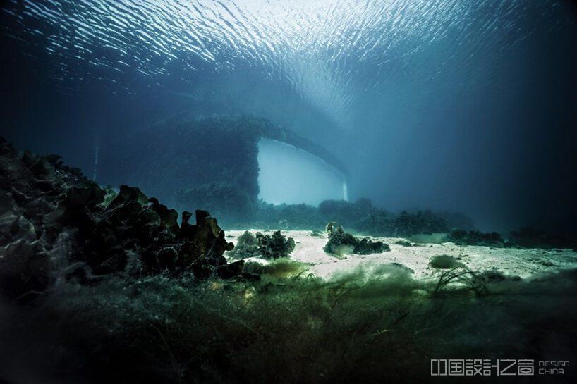 snøhetta's underwater restaurant has become an artificial reef overgrown with wild nature