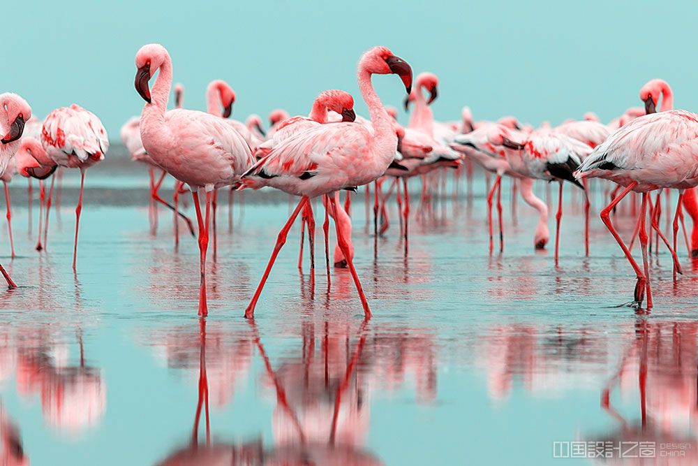 Flamingos Tropical Colorful Birds