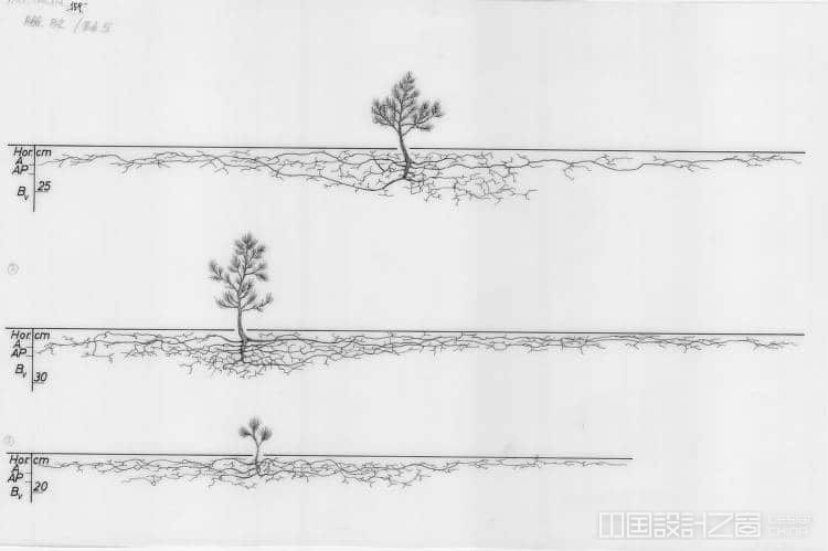 Tree Root System Drawing