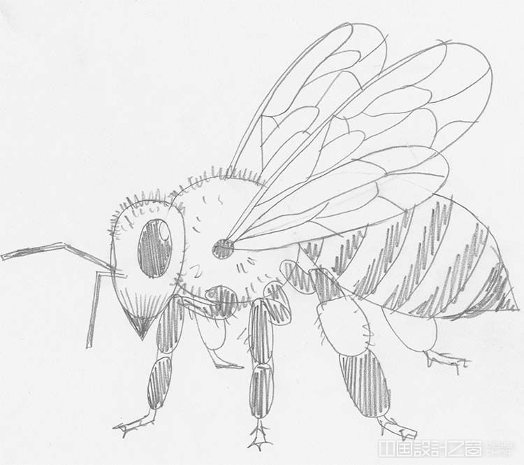 How to Draw a Bee