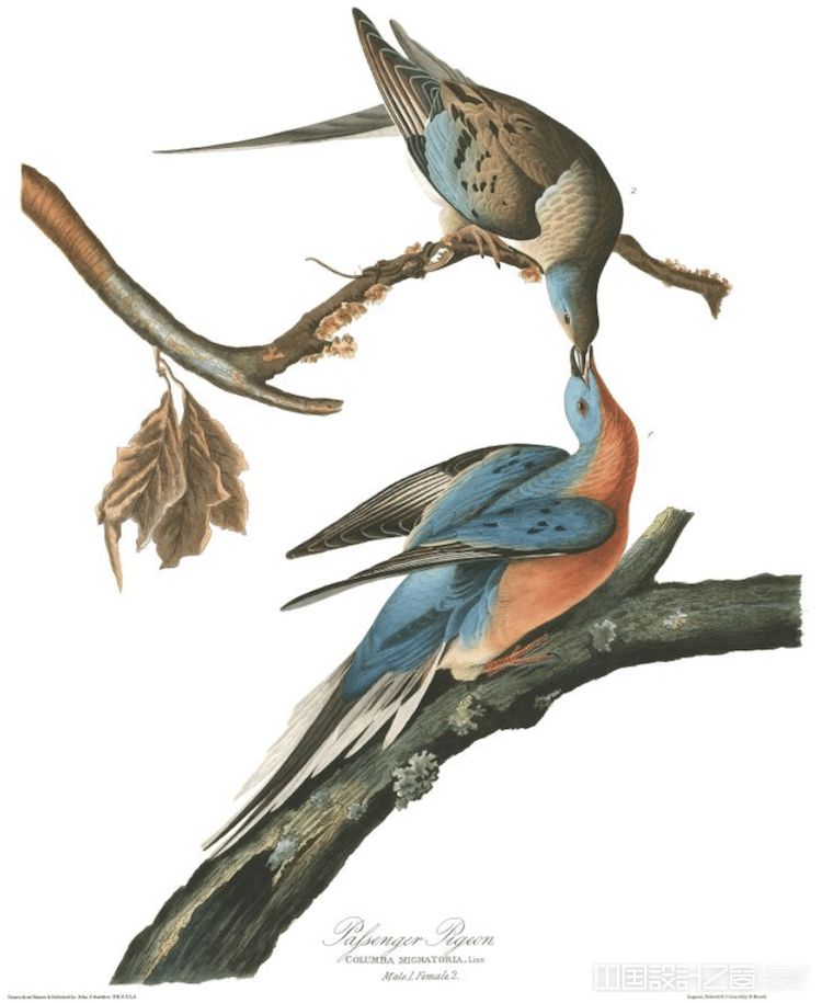 Passenger Pigeon Audubon Print