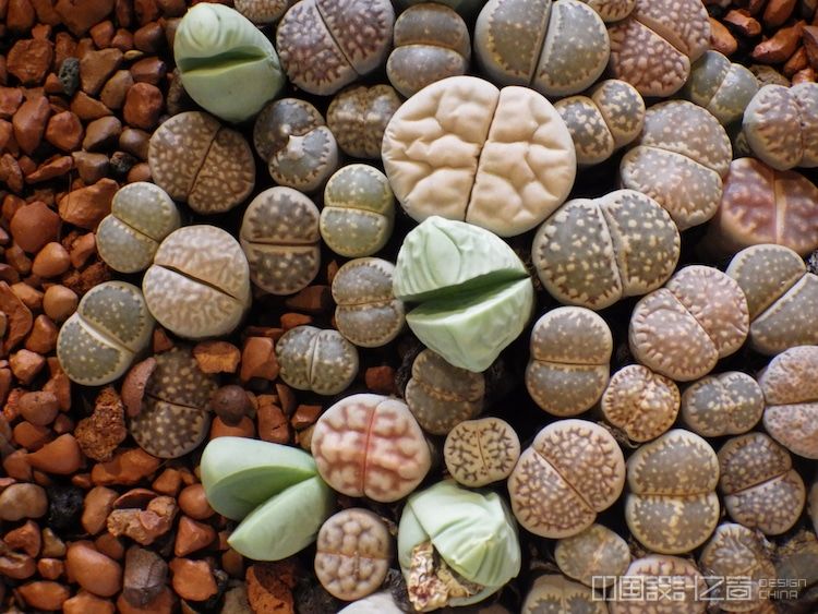Top view of colorful and unique lithops