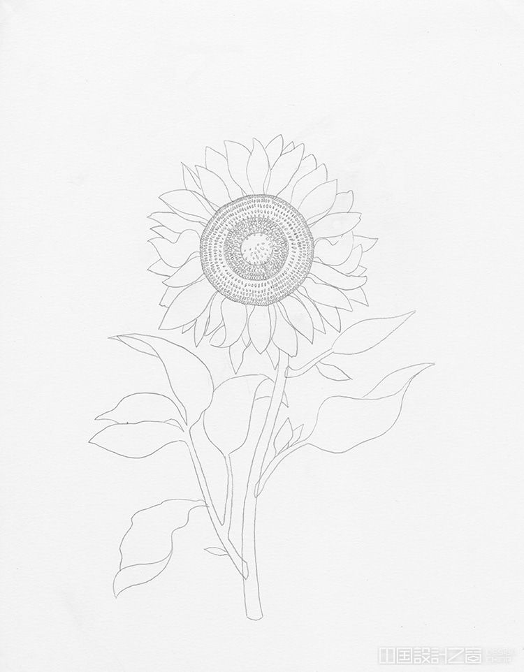 How to Draw a Sunflower