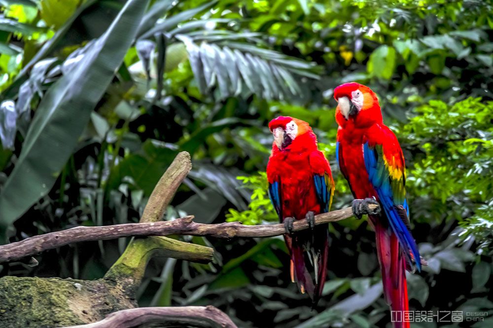 Scarlet Macaw Most Colorful Birds