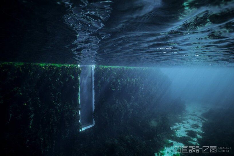 snøhetta's underwater restaurant has become an artificial reef overgrown with wild nature