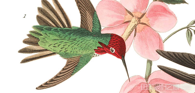 Columbian Hummingbird Audubon Print