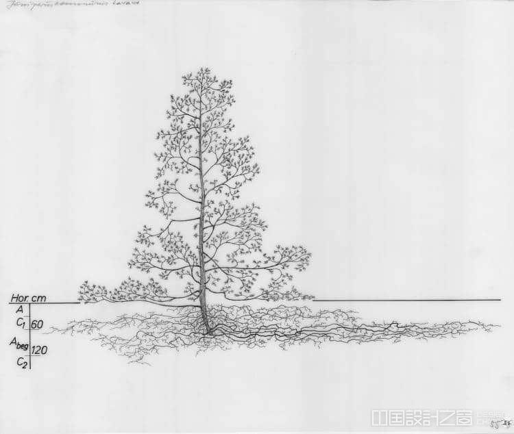 Tree Root System Drawing