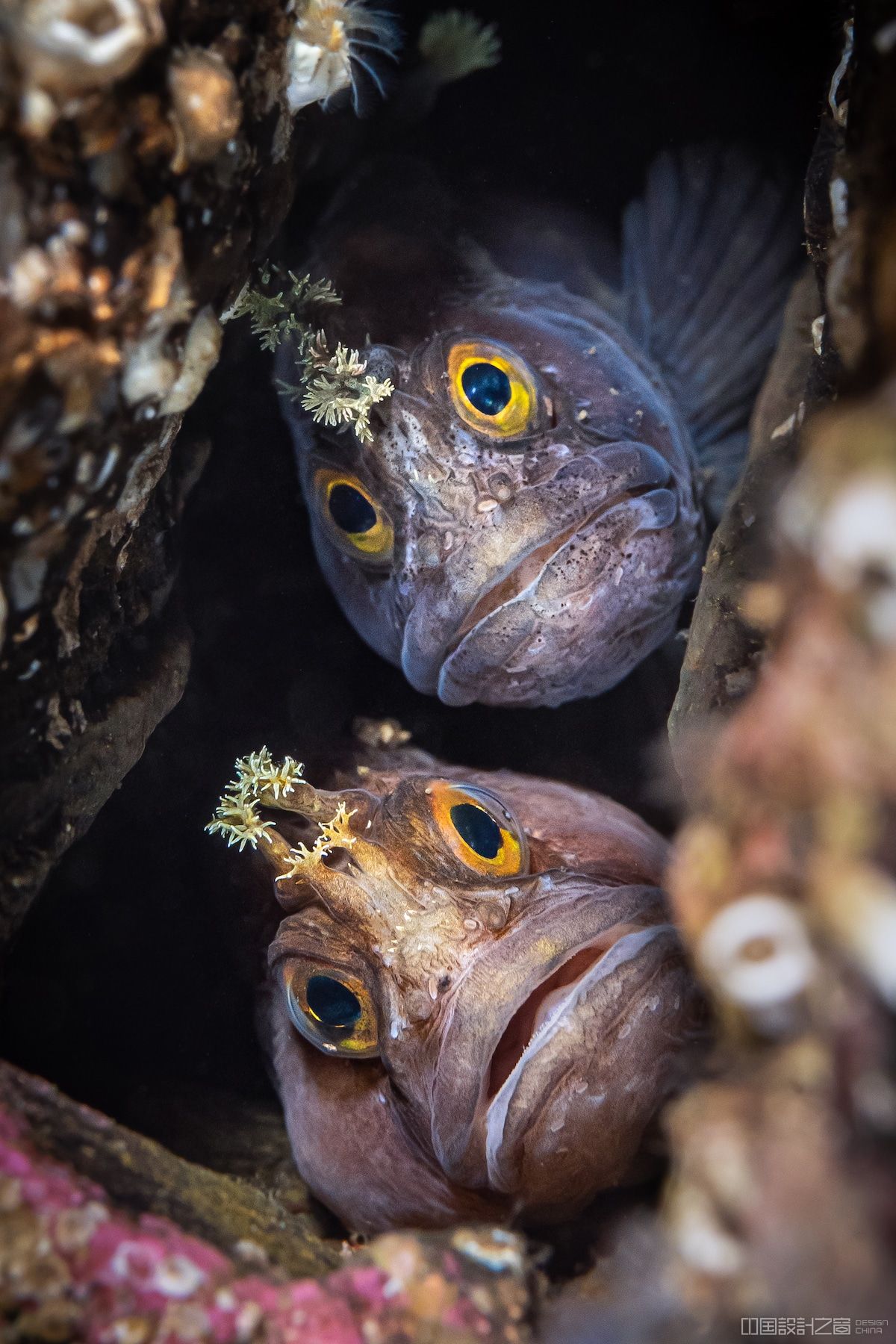 Blennies Peaking Out of a Rock