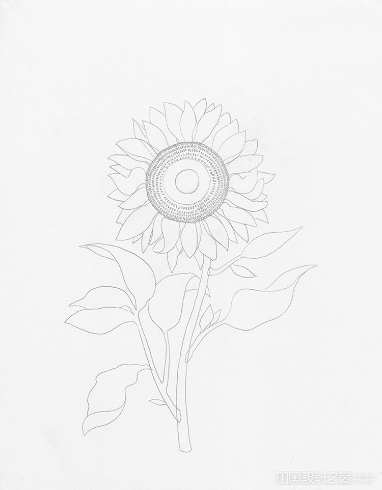 How to Draw a Sunflower