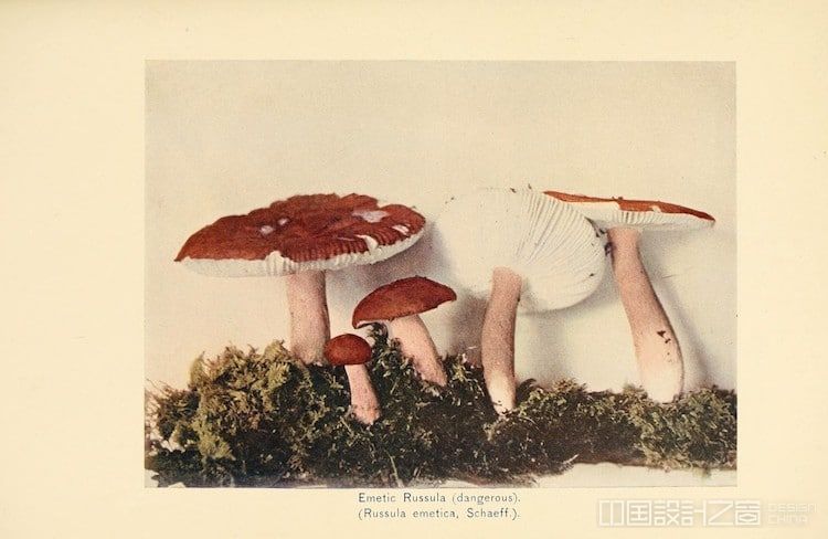 Guide to Mushrooms