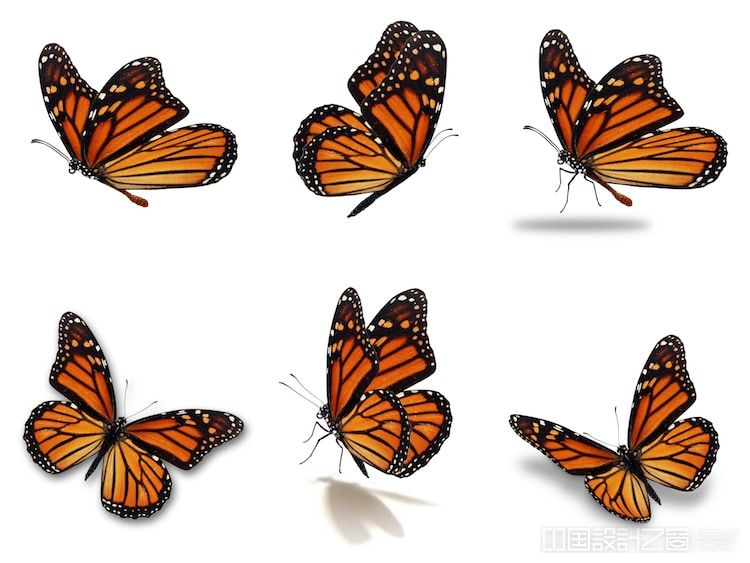 Photographs of Mo<em></em>narch Butterflies