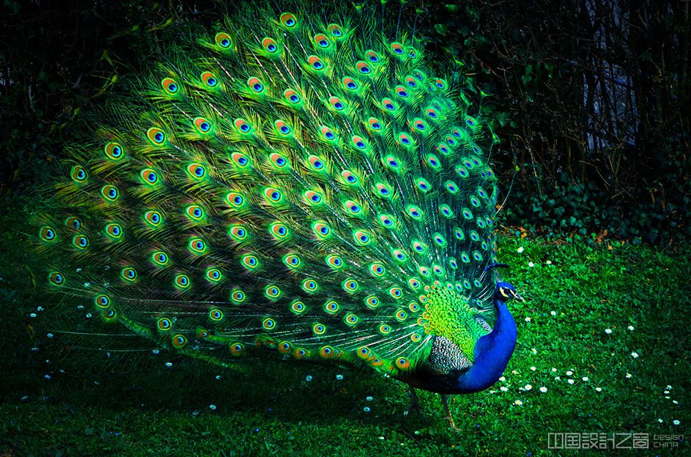 Peacock Bird with Colorful Feathers