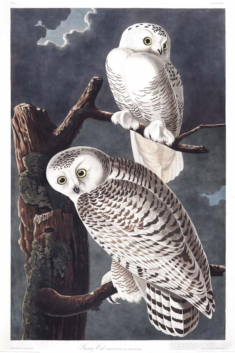 Snowy Owl Audubon Print