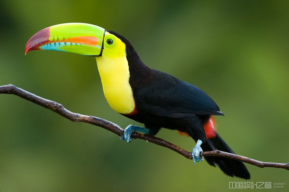 Keel-billed Toucan Unique Birds