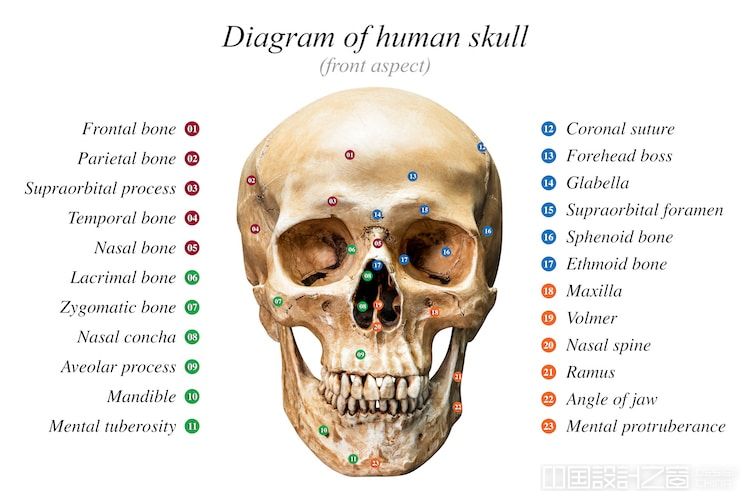 Human Skull Diagram
