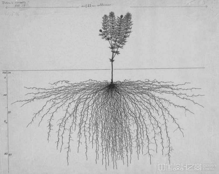 Tree Root System Drawing