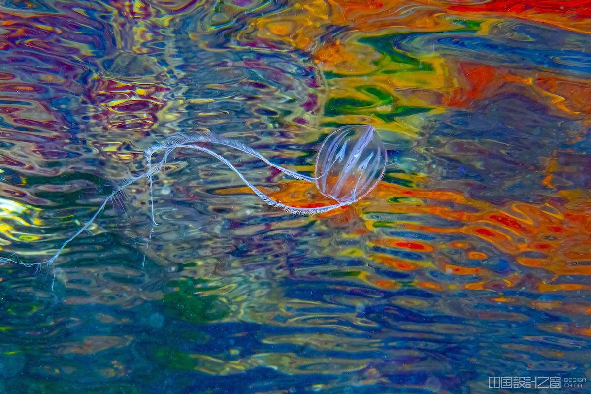 Sea Gooseberries on Colorful Water