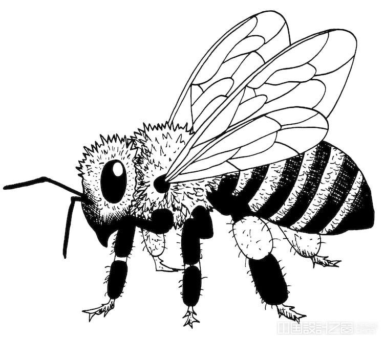 How to Draw a Bee