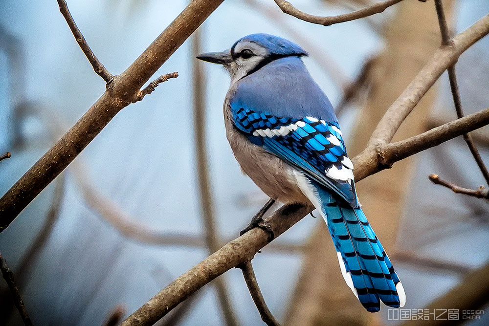 Blue Jay Colorful Bird