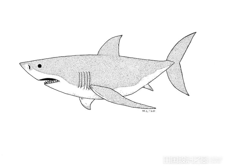 学习用7个简单步骤画一只大白鲨 