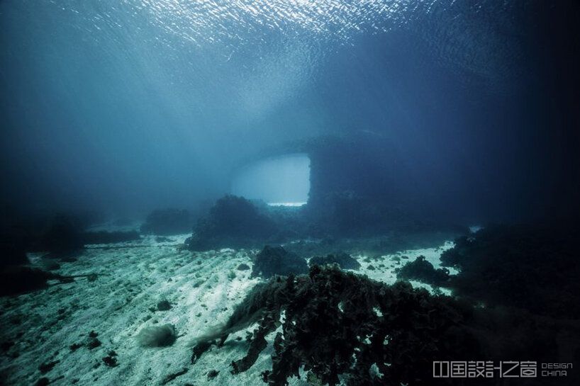 snøhetta's underwater restaurant has become an artificial reef overgrown with wild nature