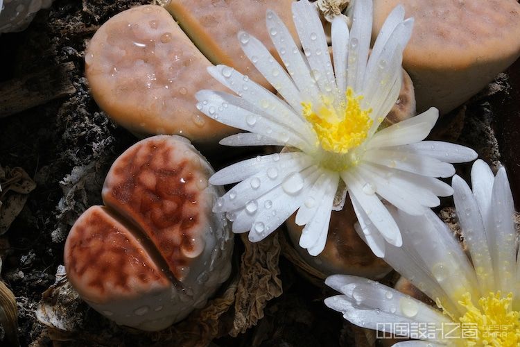 Flowering Lithops Living Stone Succulent Plant
