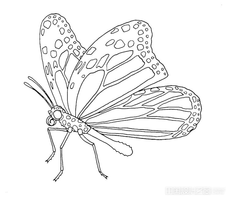 Mo<em></em>narch Butterfly Illustration